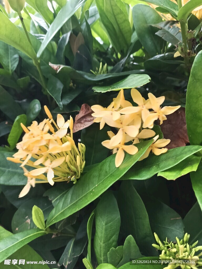 龙船花