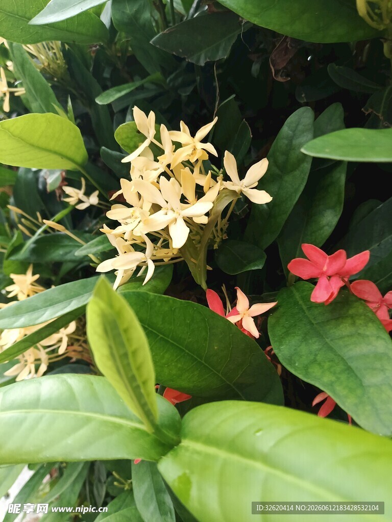 龙船花