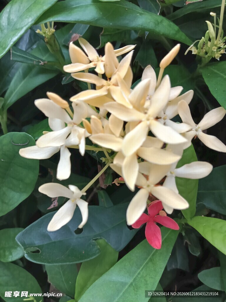 龙船花