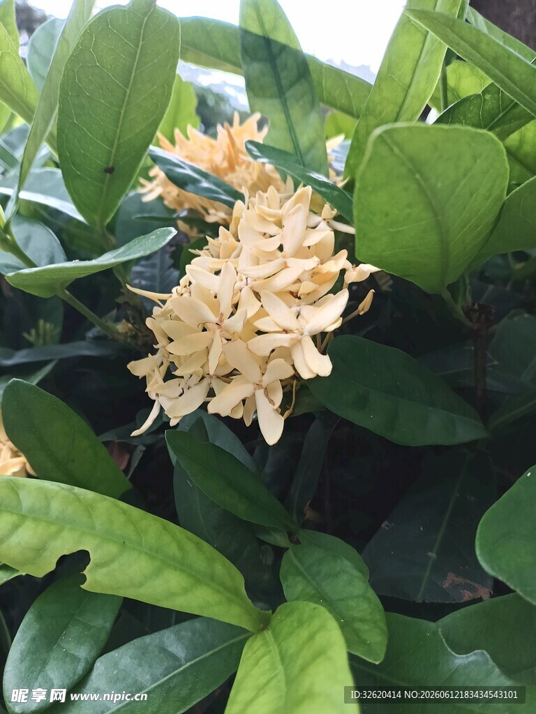 龙船花
