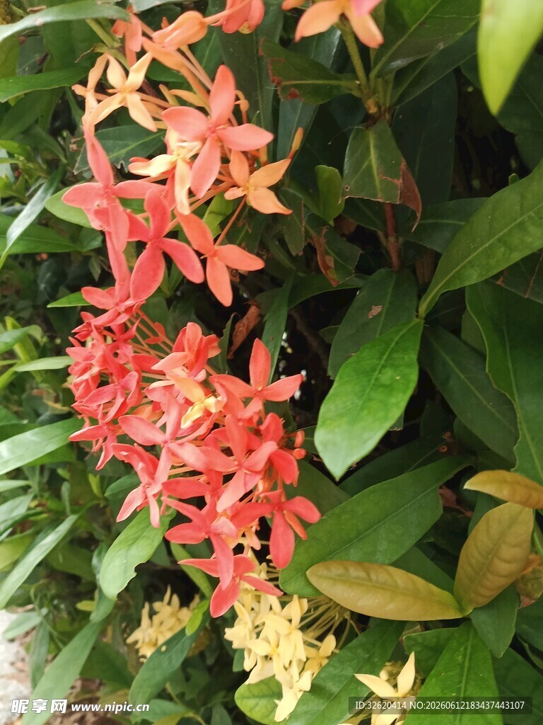 龙船花