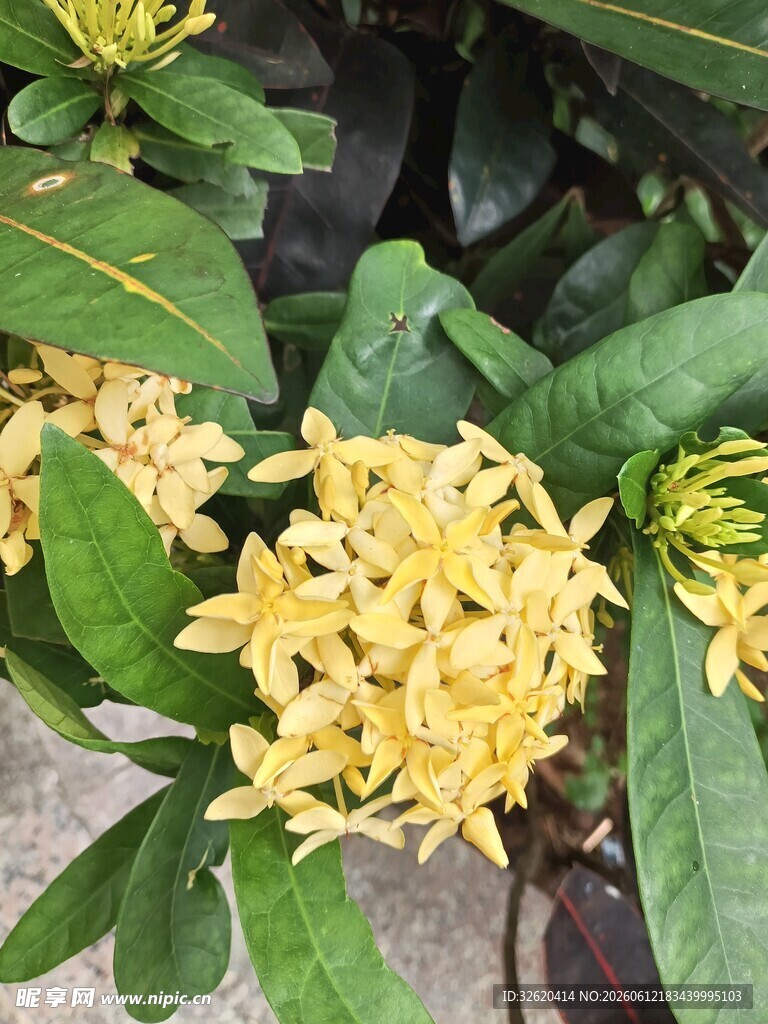 龙船花