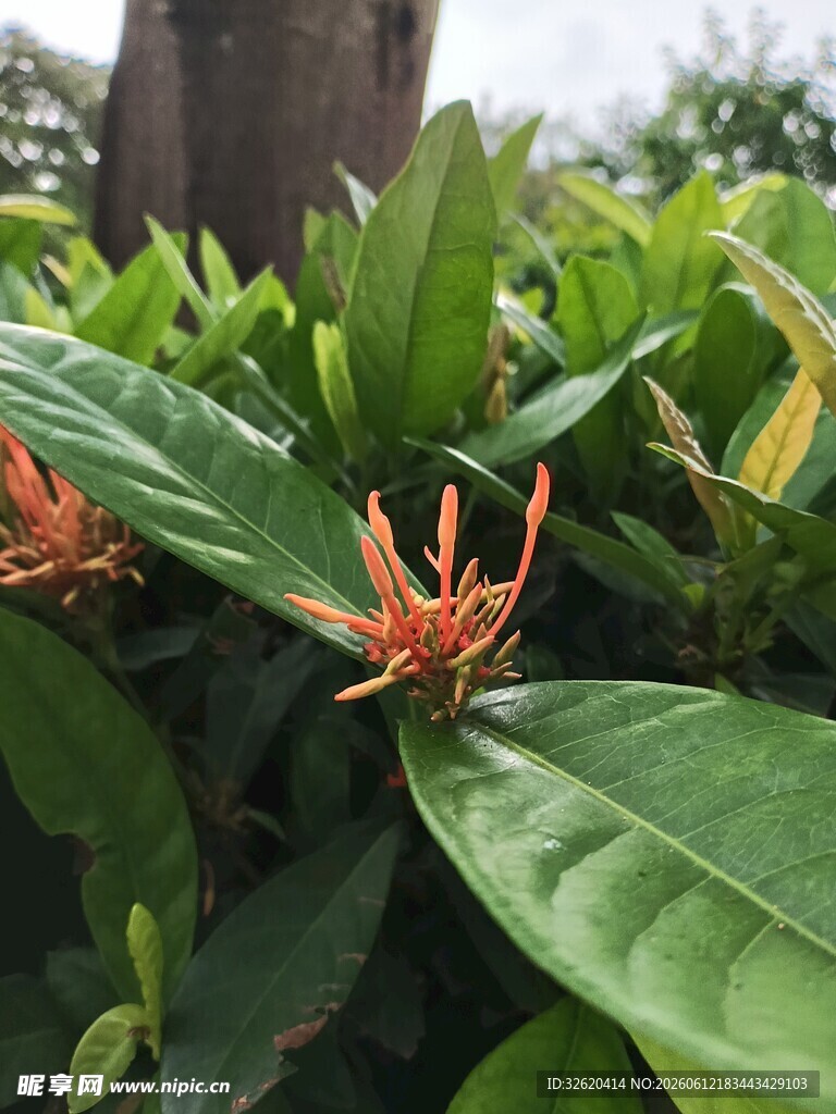 龙船花