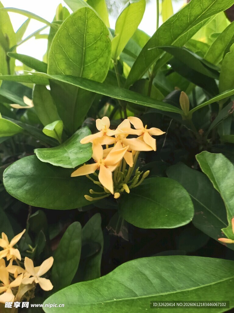 龙船花