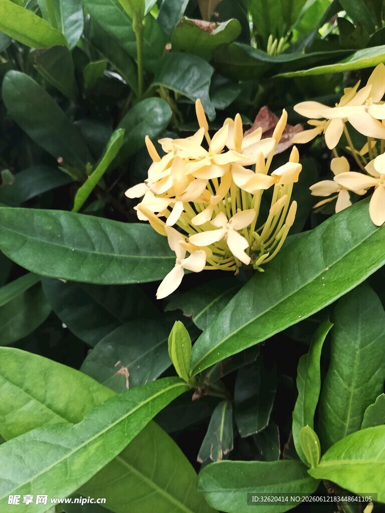 龙船花