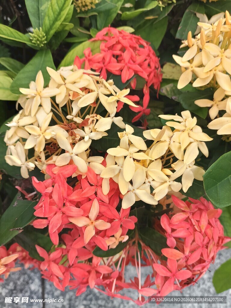 龙船花