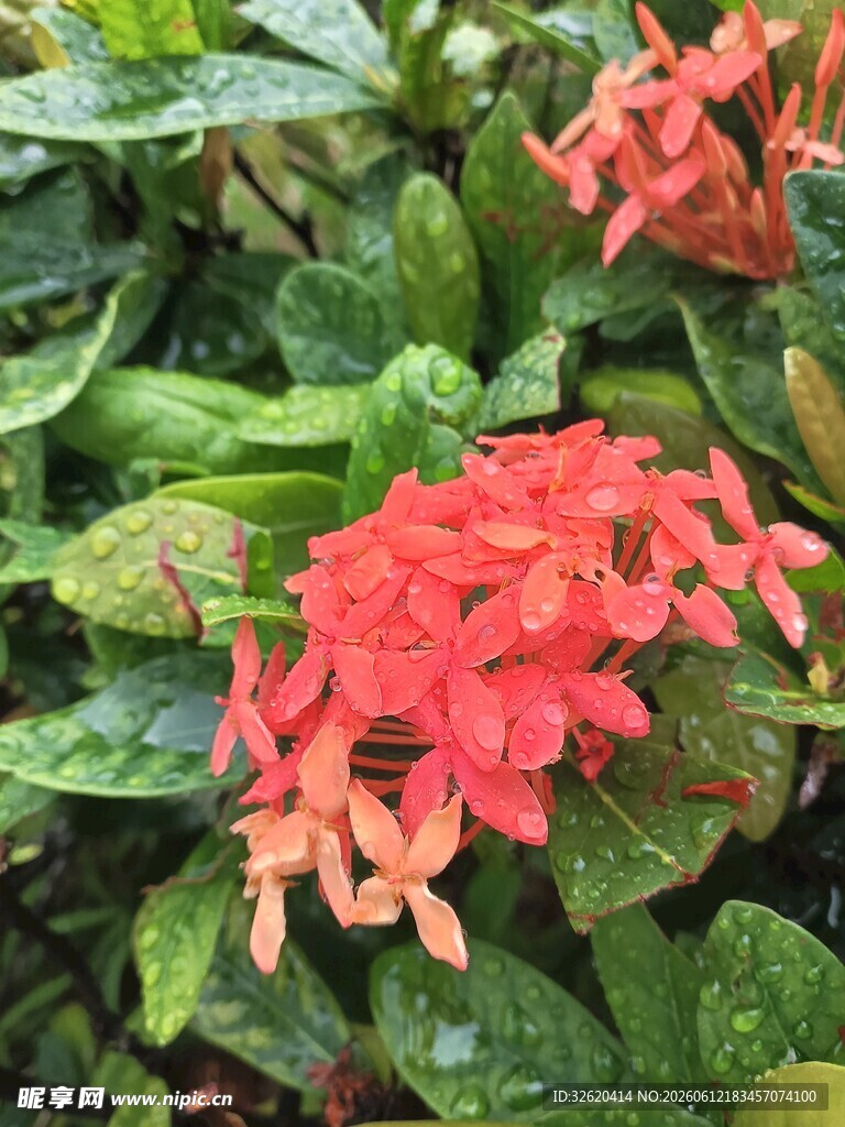 龙船花