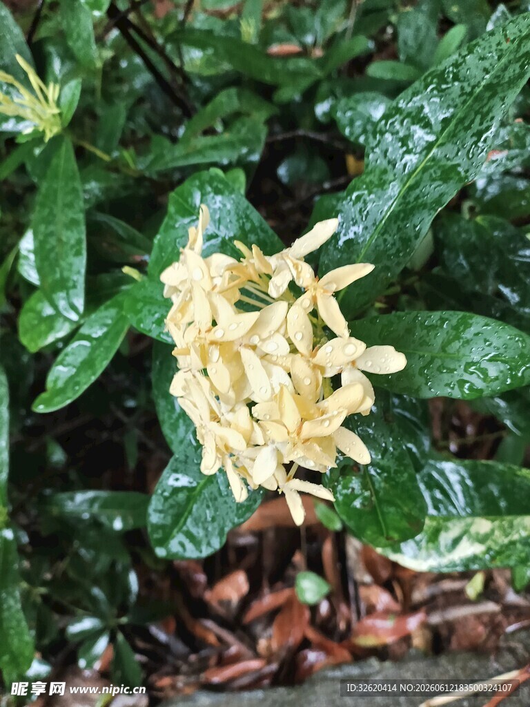 龙船花