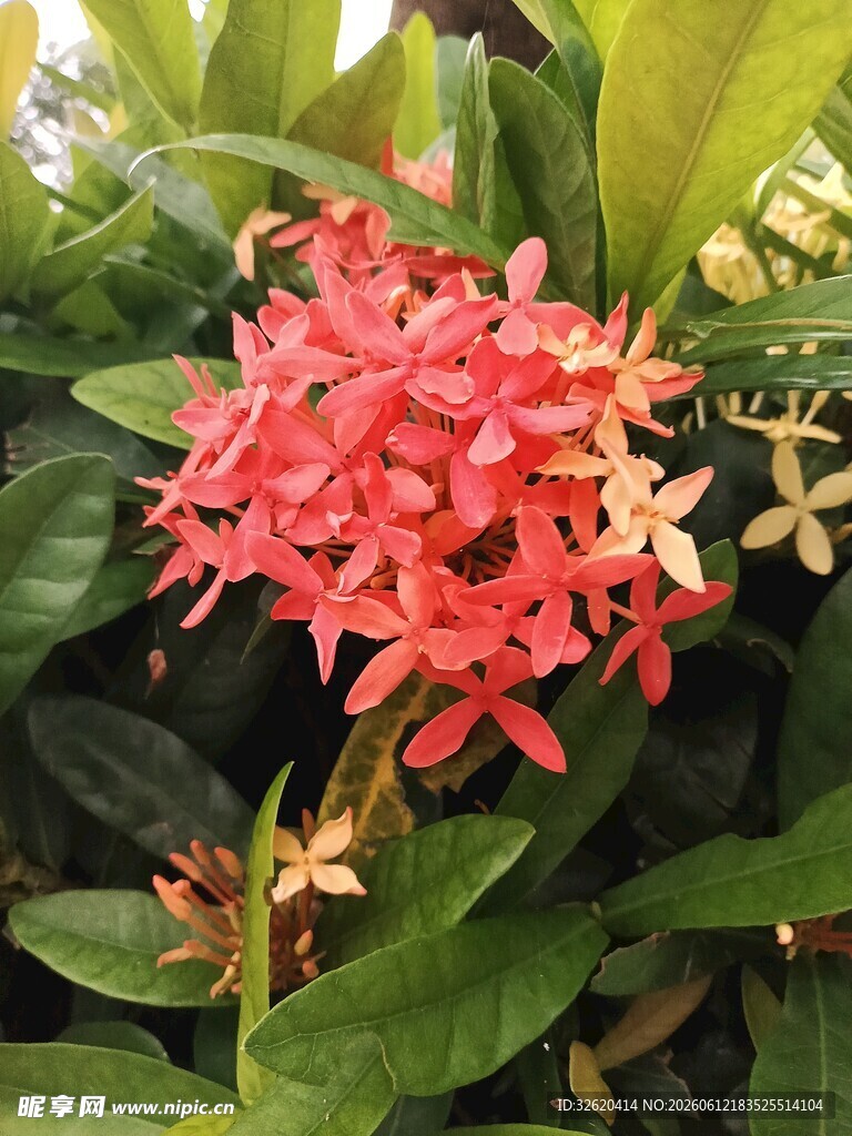 鲜艳红色龙船花绽放