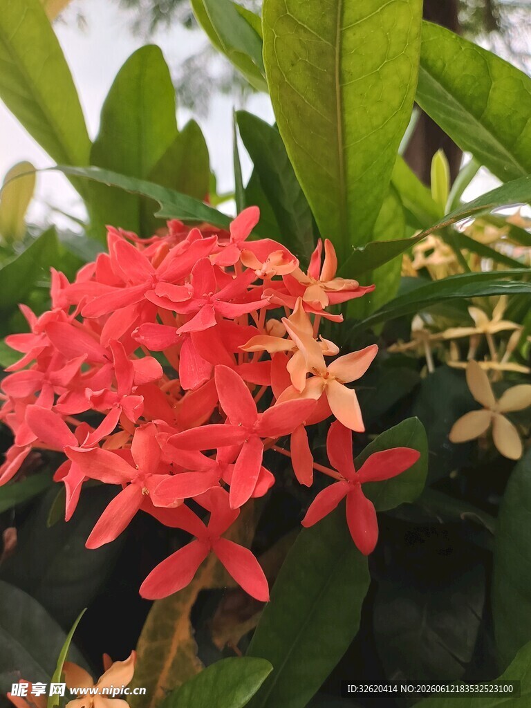 鲜艳红色龙船花绽放