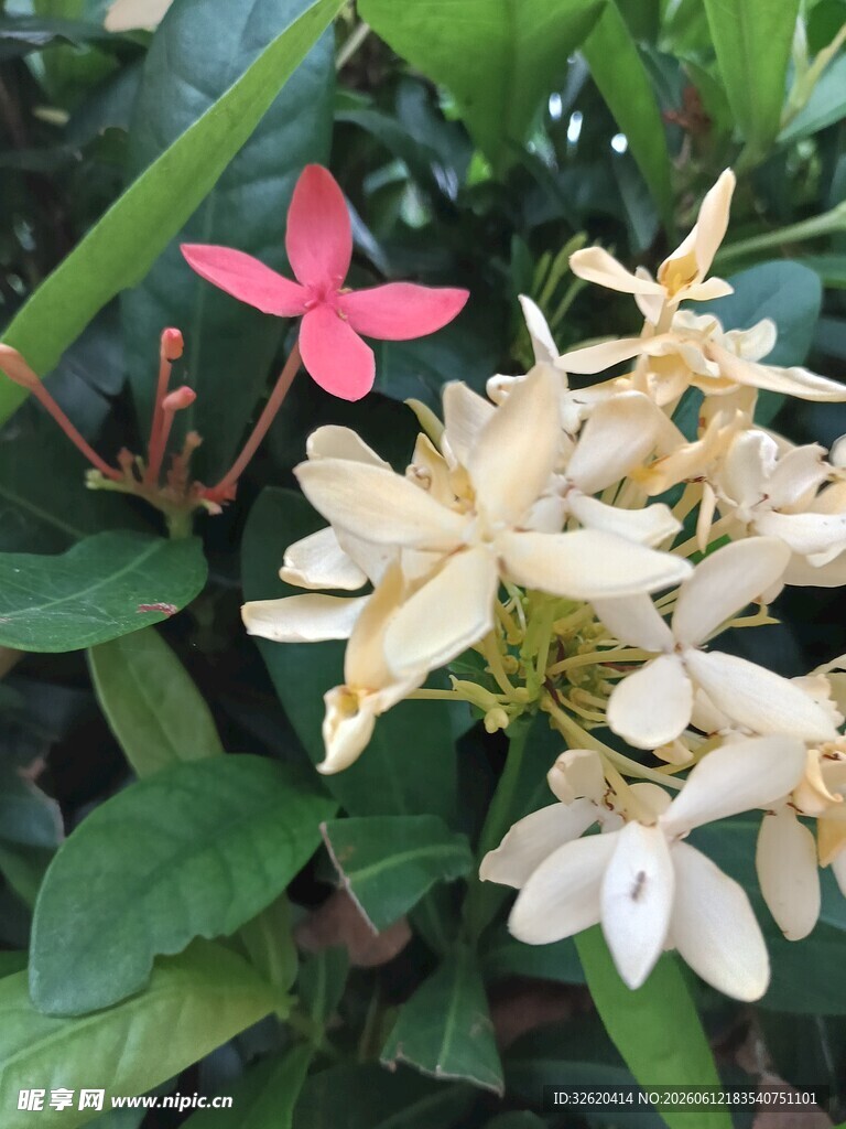 龙船花
