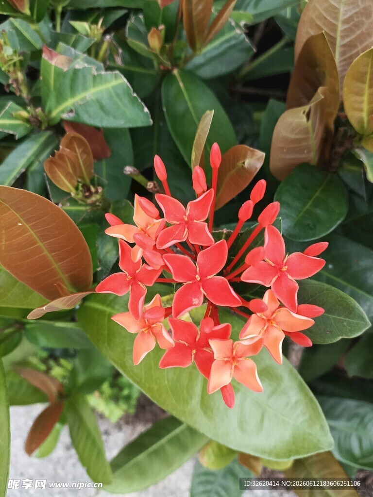 龙船花