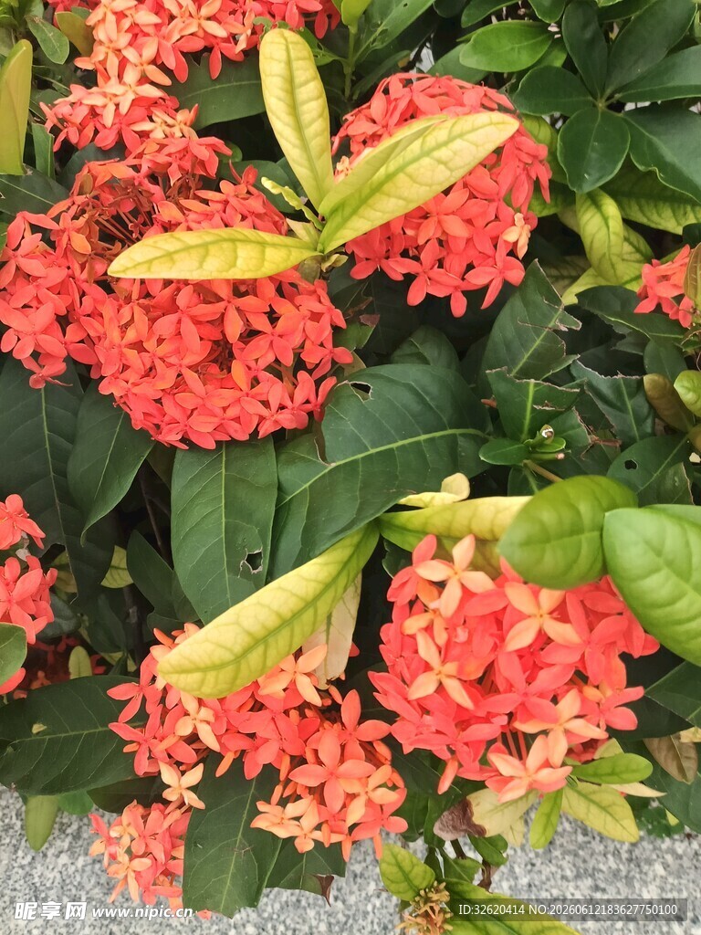 鲜艳龙船花绽放