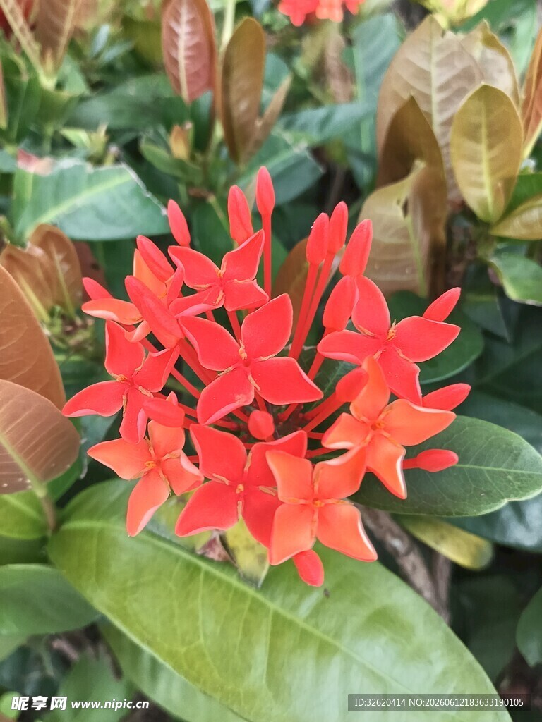 鲜艳红色龙船花绽放