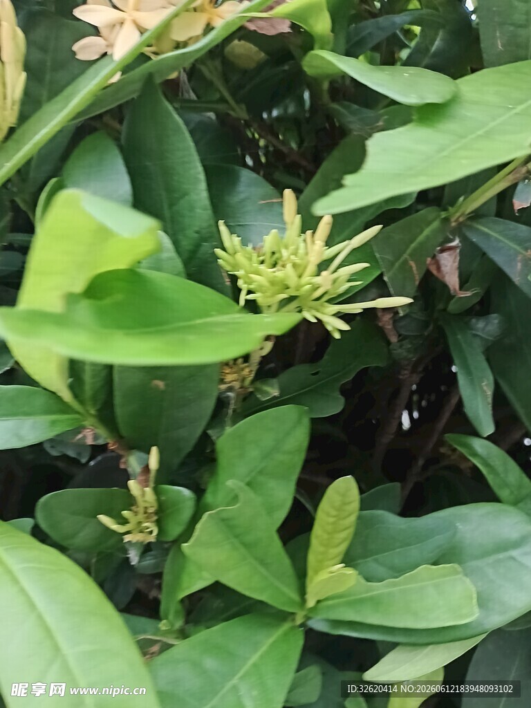 绿叶丛中的娇嫩植物