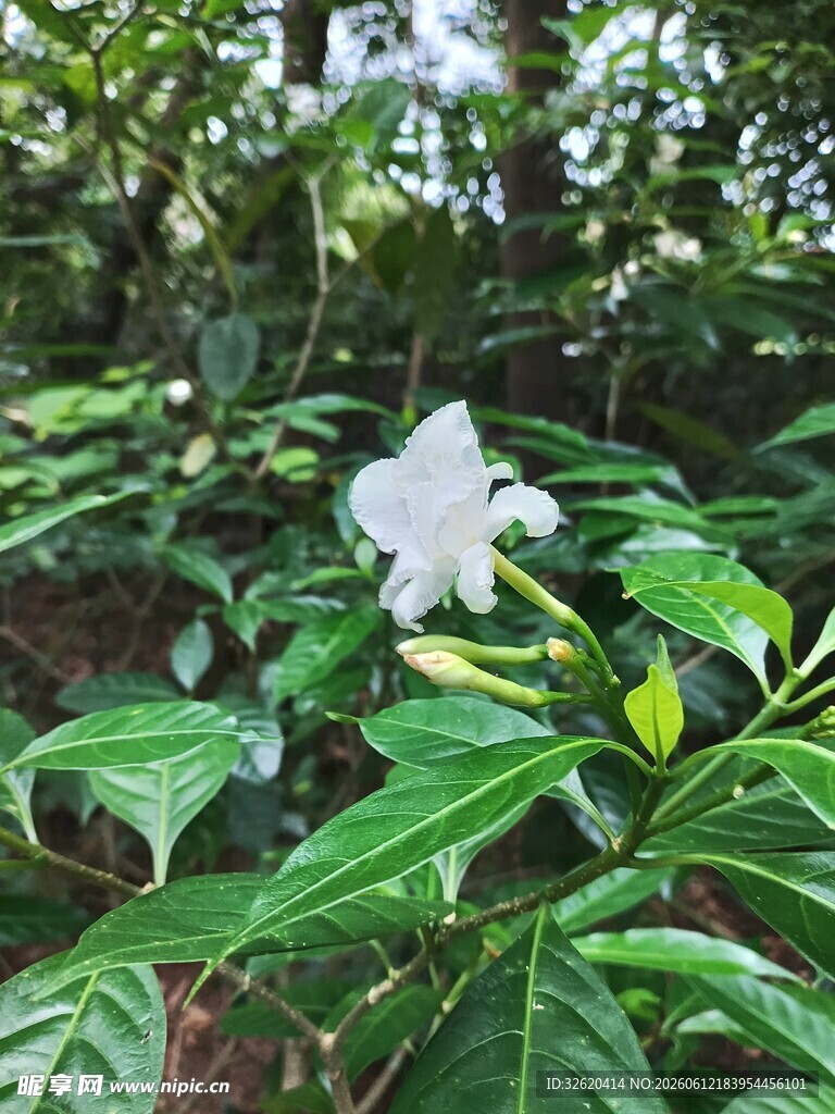 绿叶丛中绽放的白色花朵