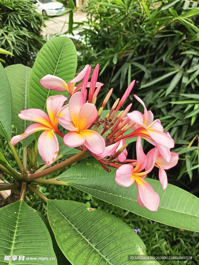 鸡蛋花 