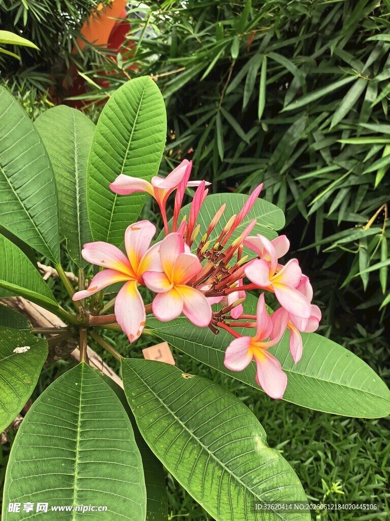 鸡蛋花 