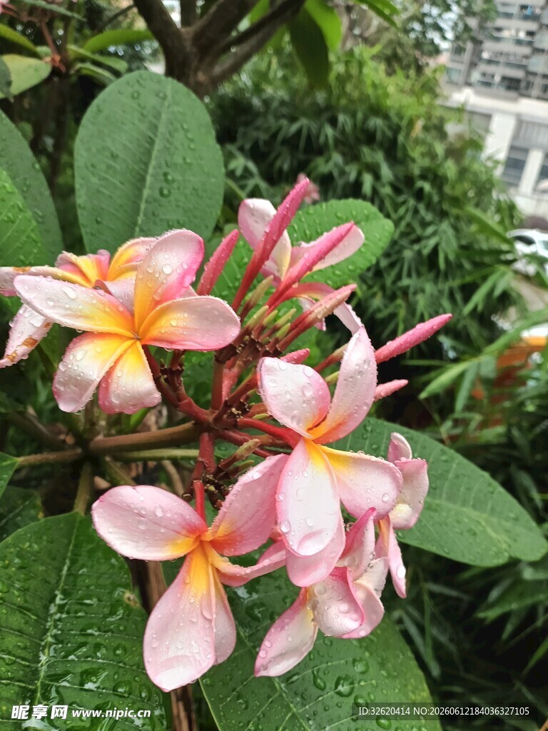 鸡蛋花 