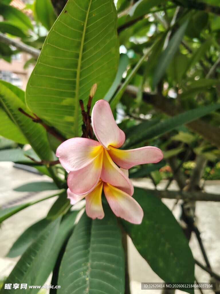 鸡蛋花 