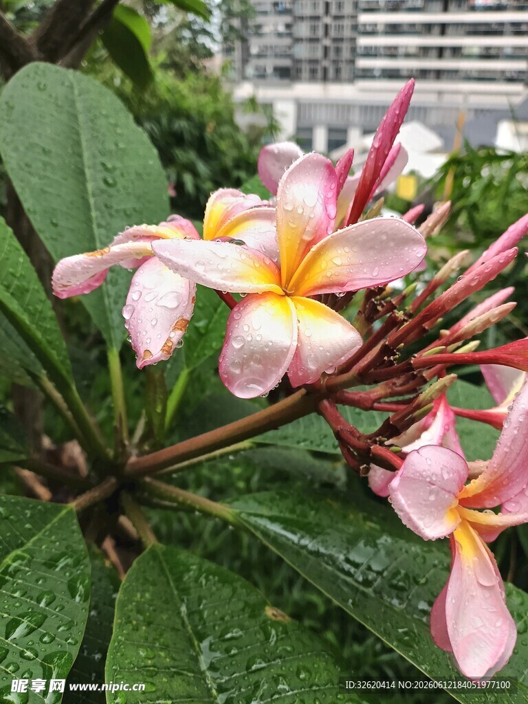 鸡蛋花 