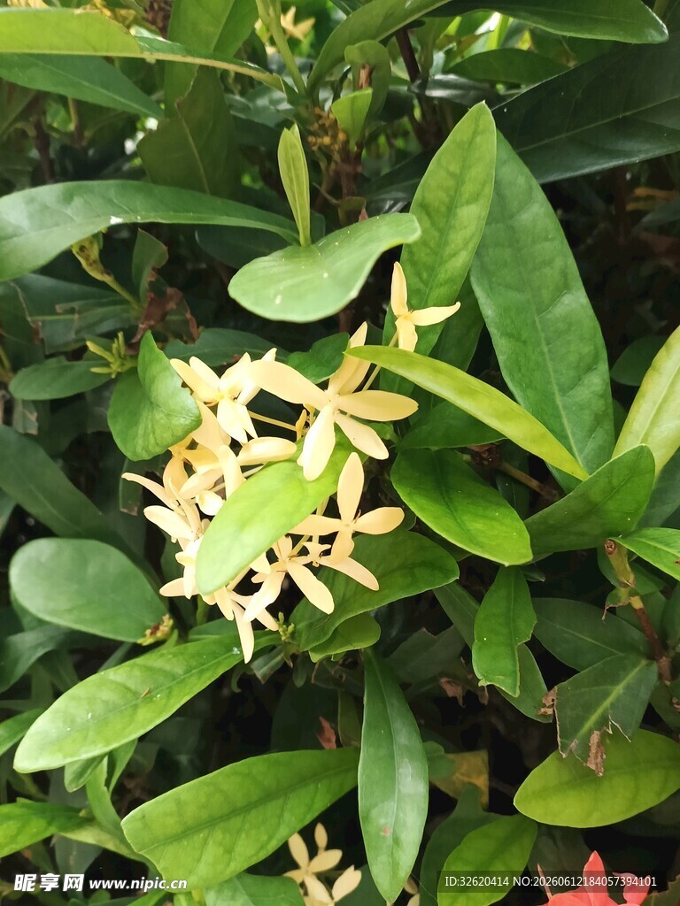 绿叶丛中的黄色小花