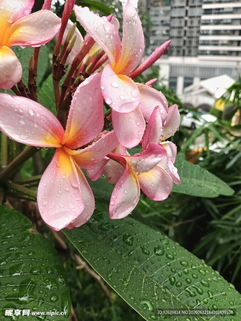 鸡蛋花 