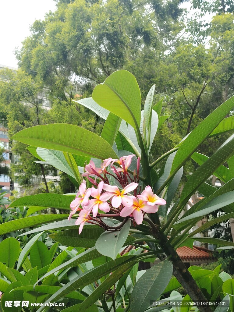 鸡蛋花 