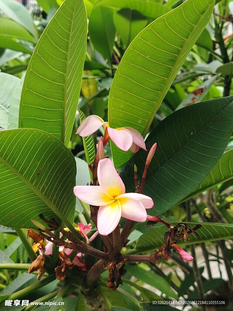 鸡蛋花 