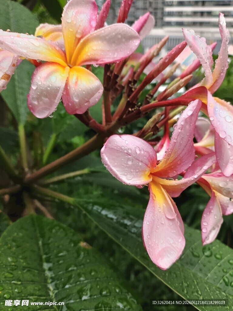 鸡蛋花