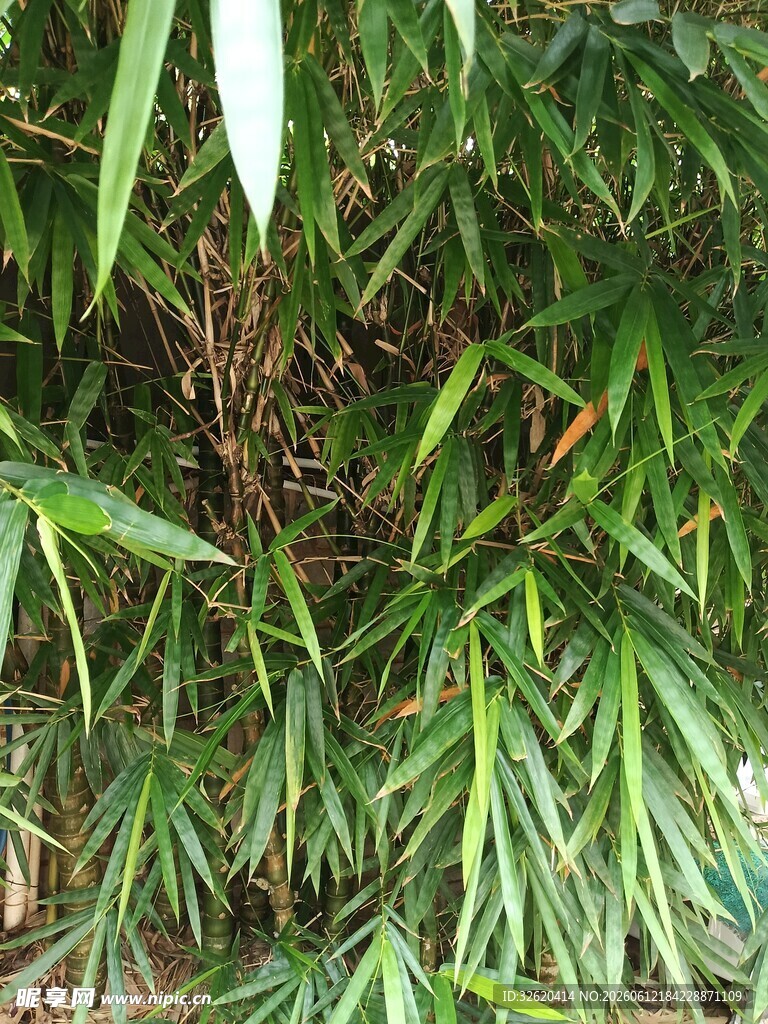 翠绿竹叶特写