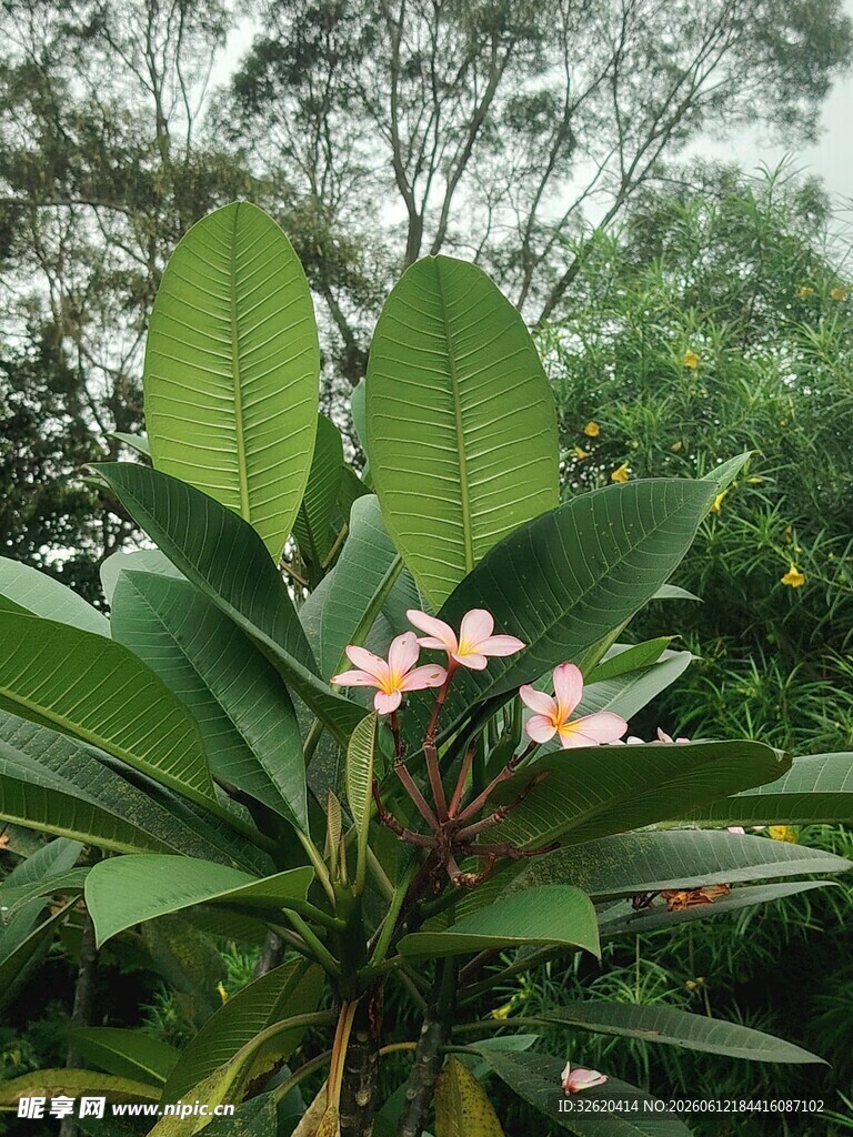 绿叶丛中的娇艳鸡蛋花