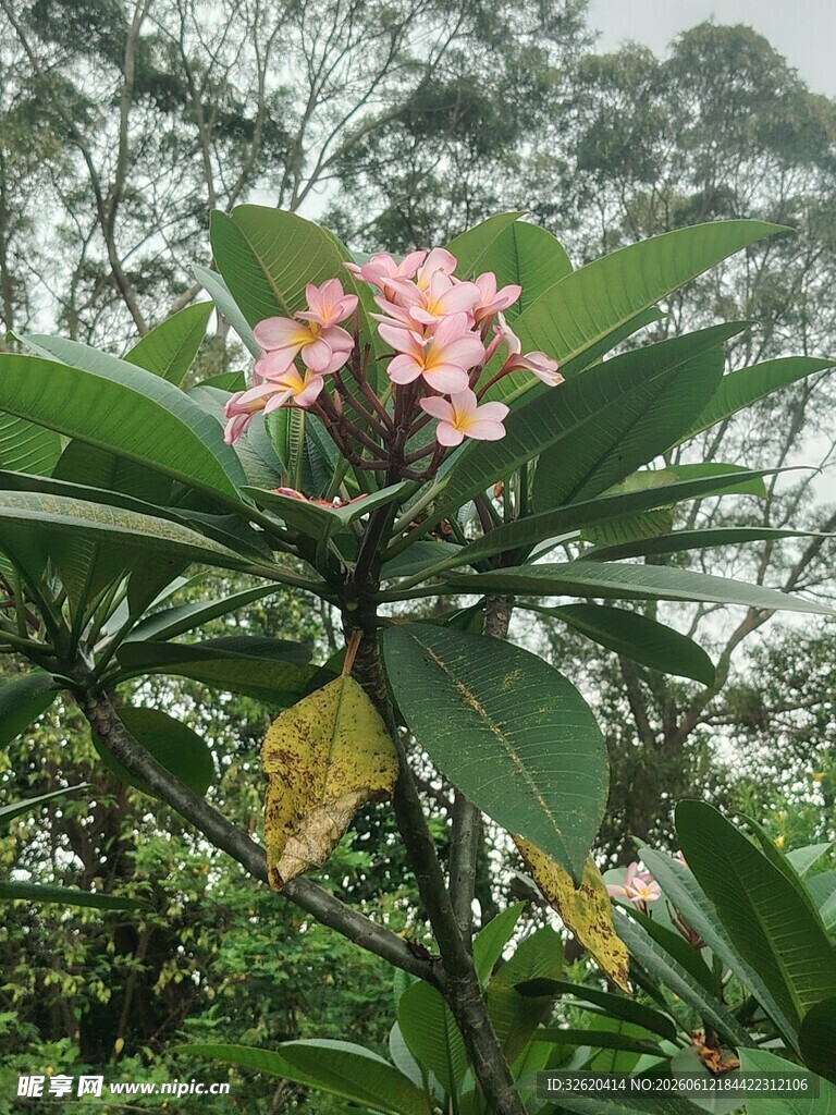 鸡蛋花 