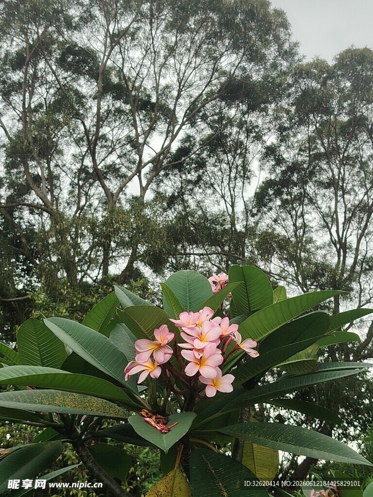 绿叶丛中的粉色鸡蛋花