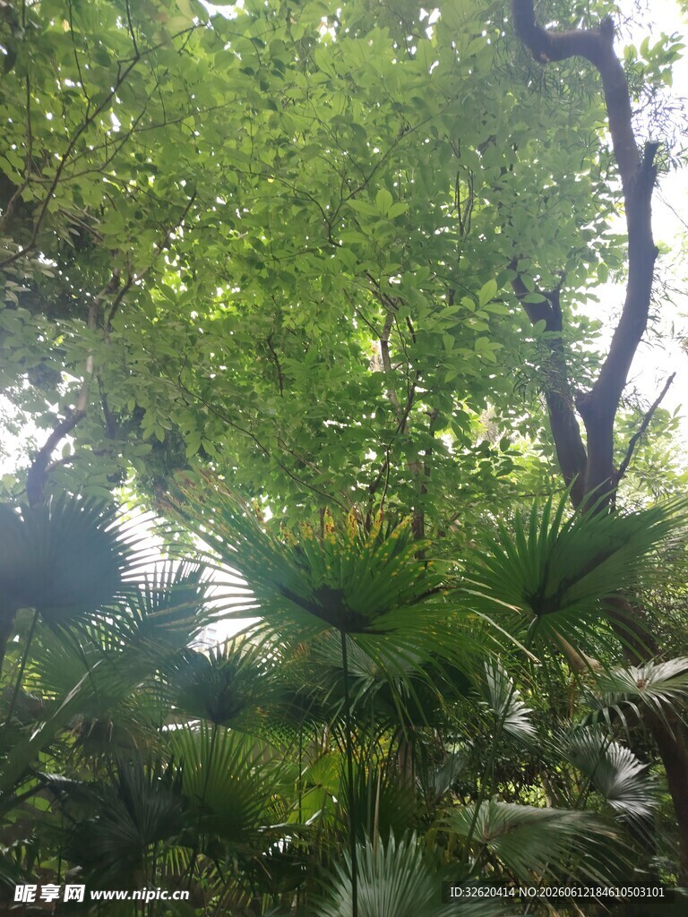 茂密绿荫下的自然景致