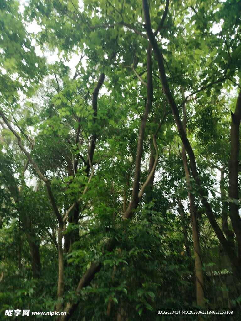 茂密树林绿意盎然