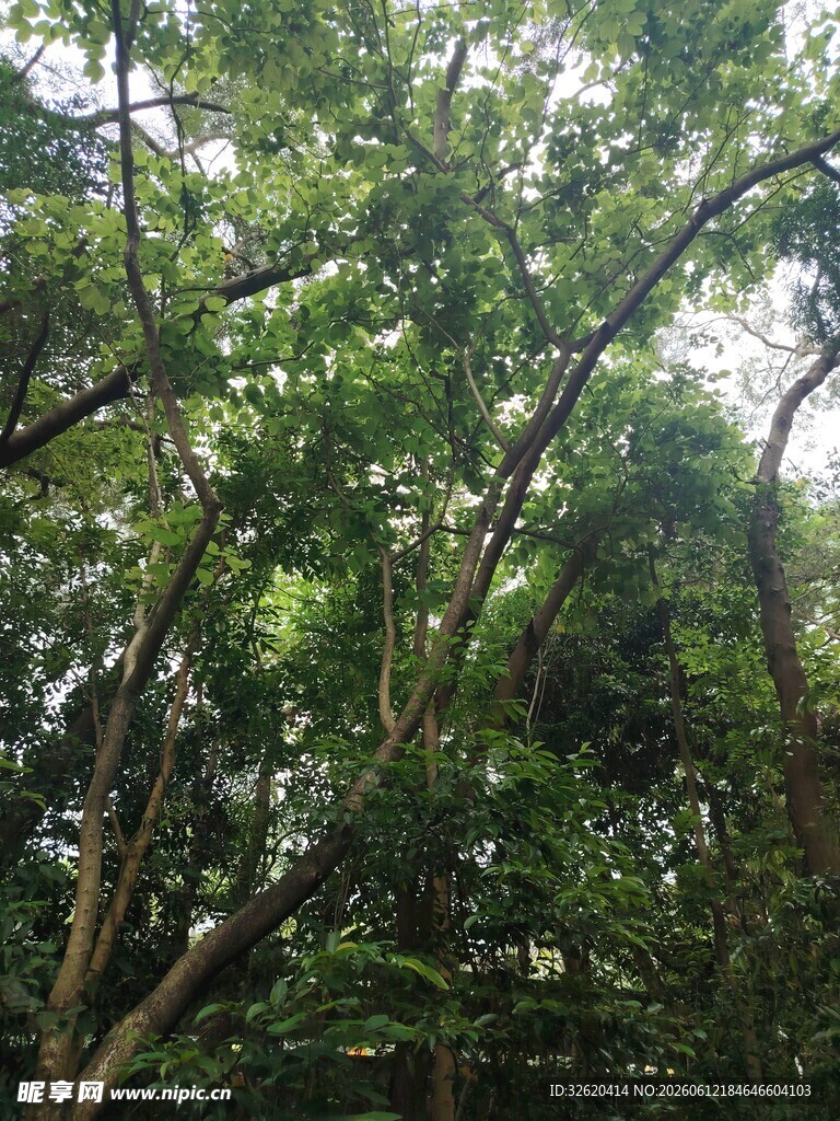茂密树林绿意盎然