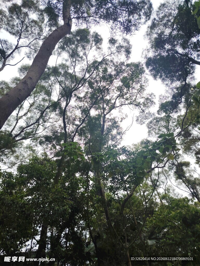 茂密树林中的繁茂树冠