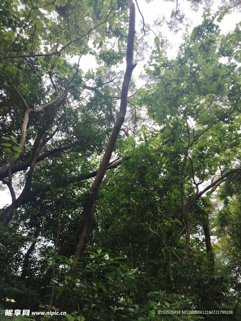 茂密树林中的繁茂枝叶
