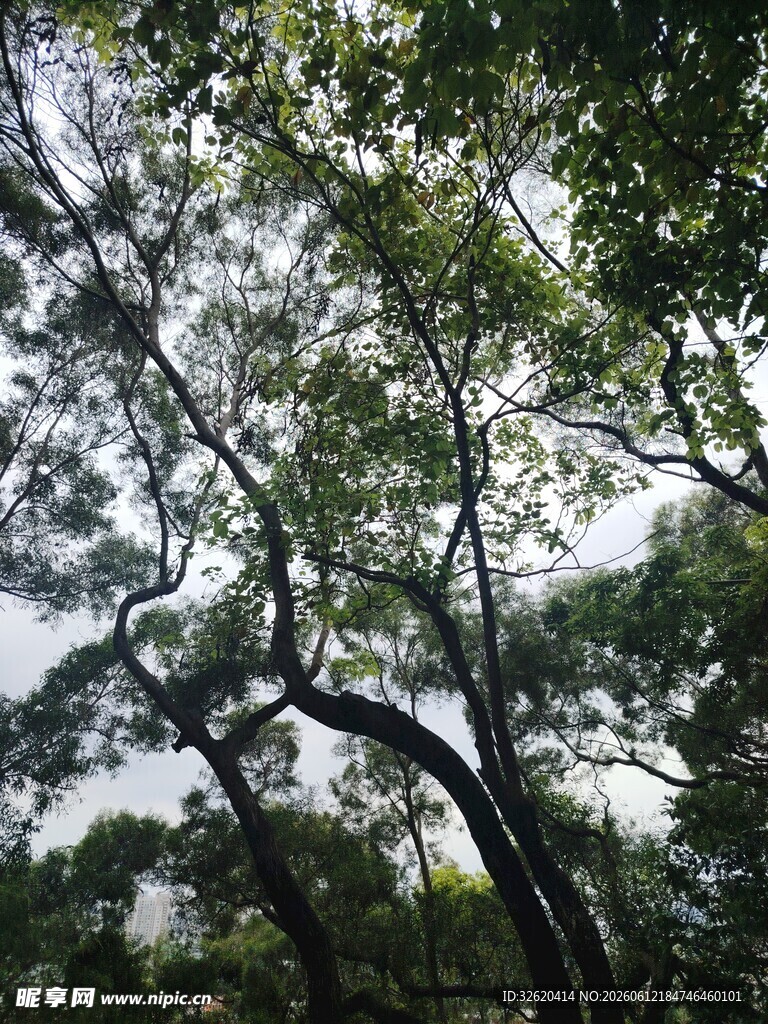 仰视茂密树林树冠