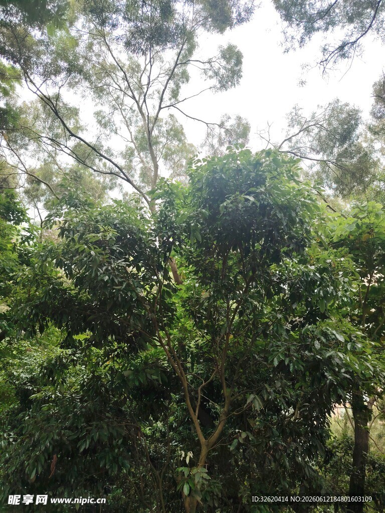 茂密树林绿意盎然