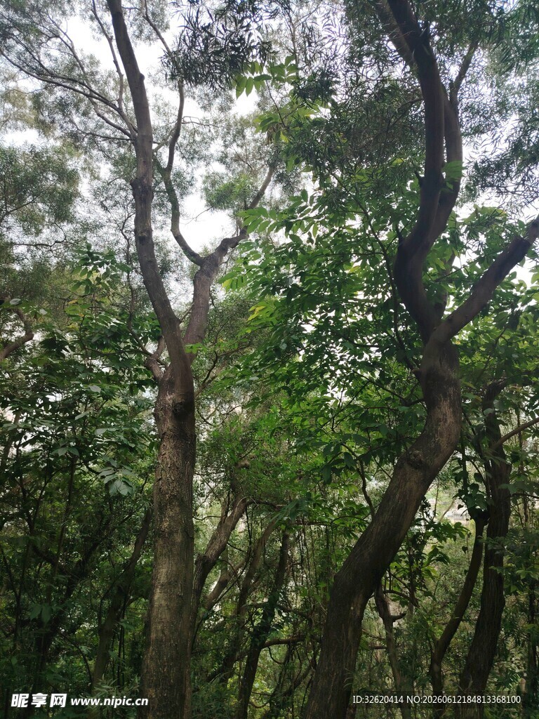 茂密森林中的繁茂树木