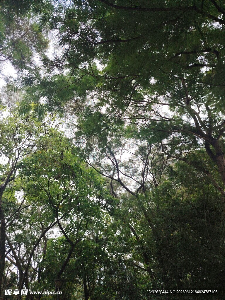仰视茂密树林绿意盎然