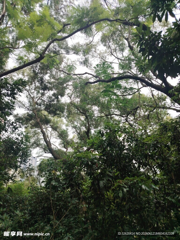 仰视繁茂树林树冠