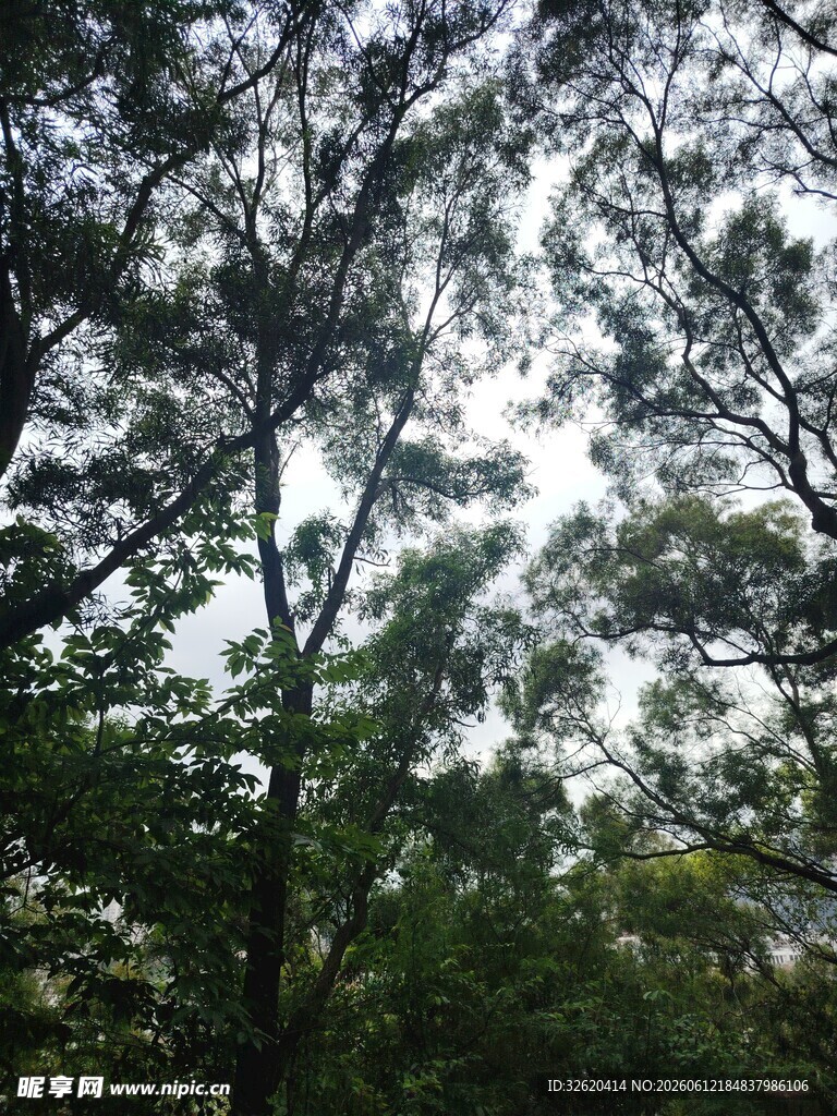 茂密树林间的斑驳天空