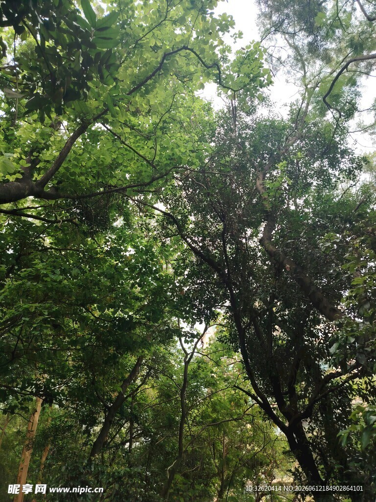 茂密树林绿意盎然