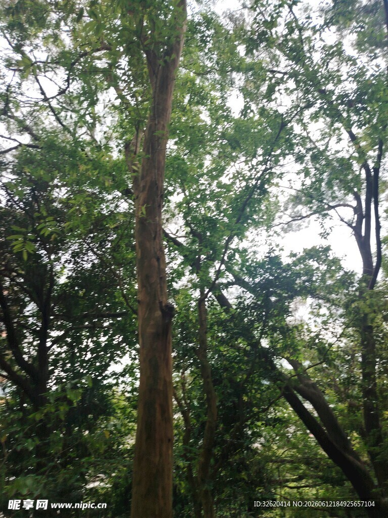 茂密森林中的高大树木