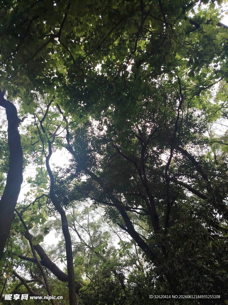 林间树梢洒下斑驳阳光