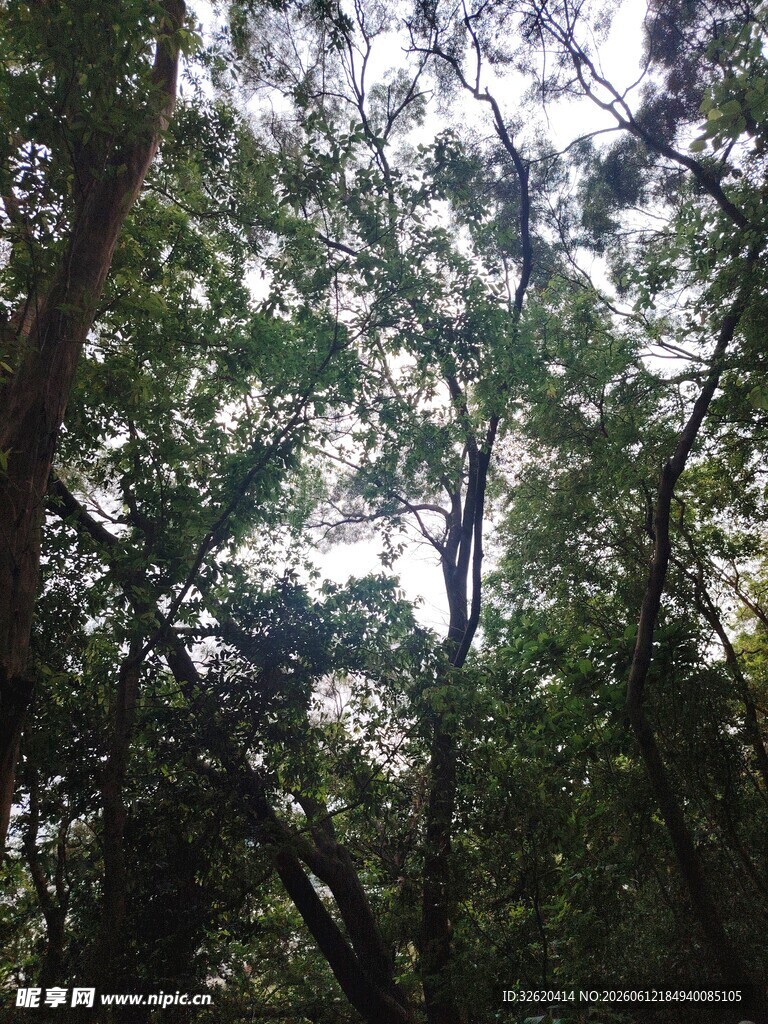 茂密树林间的繁茂树冠