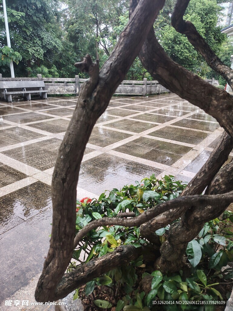 雨中弯折的树枝与绿植